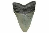 Serrated, Fossil Megalodon Tooth - North Carolina #272524-1